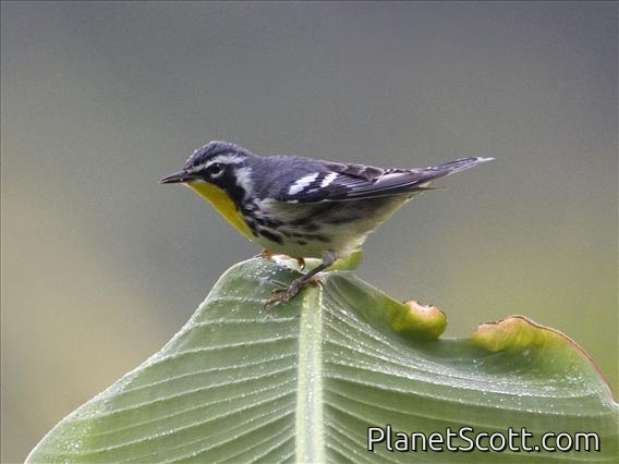 Yellow-throated Warbler (Dendroica dominica)