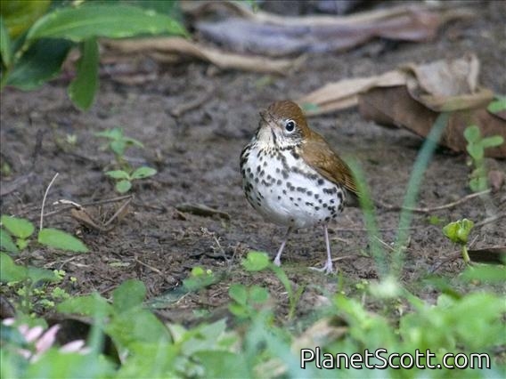 Wood Thrush (Catharus mustelinus)
