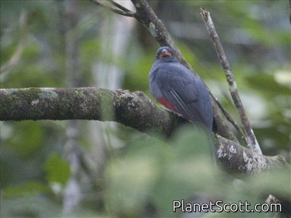 Slaty-tailed Trogon (Trogon massena)