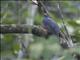 Slaty-tailed Trogon (Trogon massena)