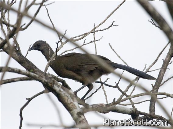 Plain Chachalaca (Ortalis vetula)