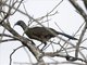 Plain Chachalaca (Ortalis vetula)