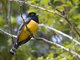 Gartered Violaceous Trogon (Trogon caligatus)