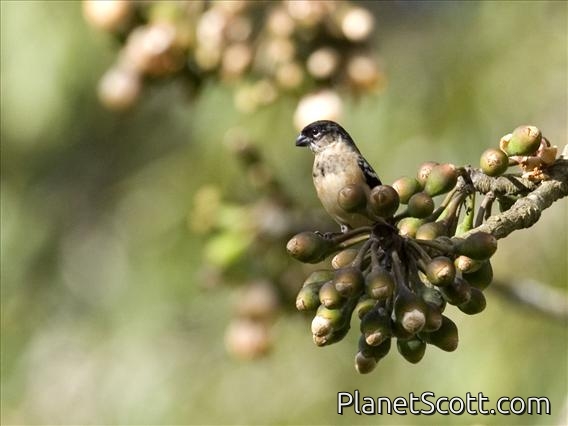 White-collared Seedeater (Sporophila torqueola) - Male