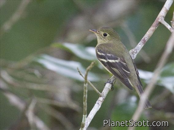 Yellow-bellied Flycatcher (Empidonax flaviventris)