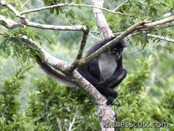 Central American spider monkey (Ateles geoffroyi)