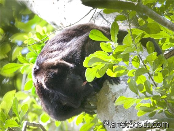 Mexican black howler monkey (Alouatta pigra)