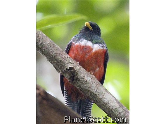 Collared Trogon (Trogon collaris) - Male