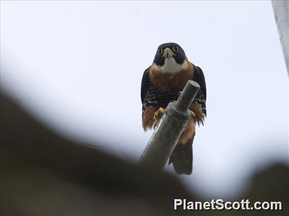 Orange-breasted Falcon (Falco deiroleucus)