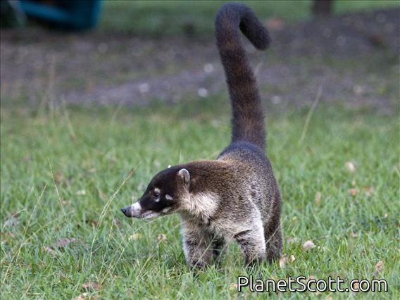 White-nosed Coati (Nasua narica)