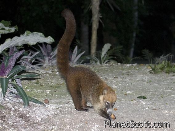 White-nosed Coati (Nasua narica)