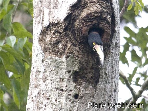 Collared Aracari (Pteroglossus torquatus)
