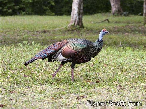 Ocellated Turkey (Agriocharis ocellata)
