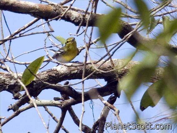 Yellow-throated Vireo (Vireo flavifrons)
