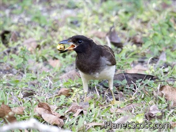 Brown Jay (Psilorhinus morio)
