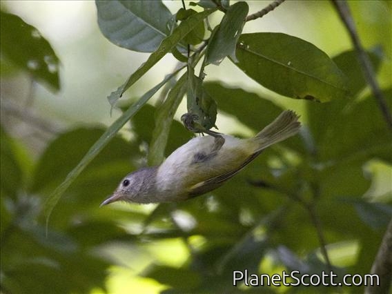 Lesser Greenlet (Pachysylvia decurtata)