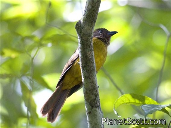 Black-throated Shrike-Tanager (Lanio aurantius) - Female