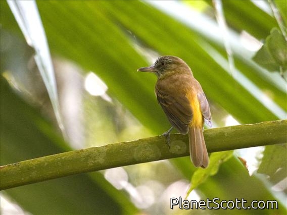 Bright-rumped Attila (Attila spadiceus)