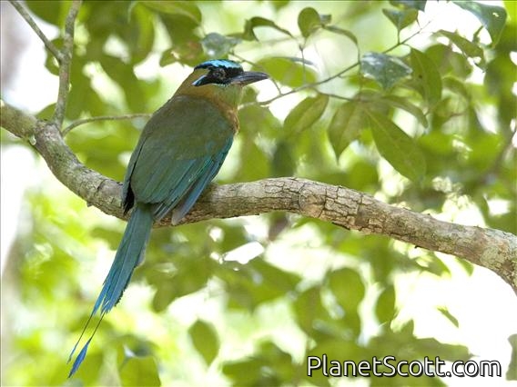 Blue-crowned Motmot (Momotus lessenii)