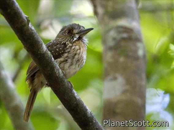 White-whiskered Puffbird (Malacoptila panamensis) - Female