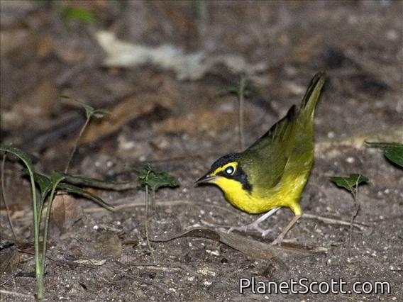 Kentucky Warbler (Oporornis formosus)