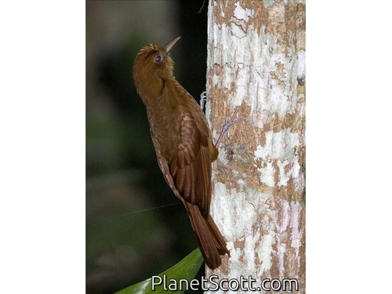 Ruddy Woodcreeper (Dendrocincla homochroa)