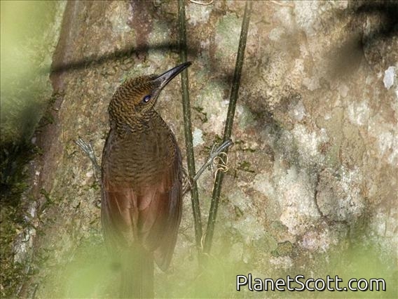 Barred Woodcreeper (Dendrocolaptes certhia)