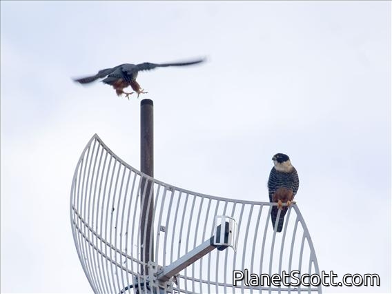 Bat Falcon (Falco rufigularis)