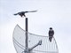 Bat Falcon (Falco rufigularis)