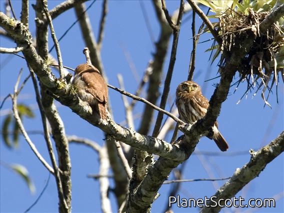 Ferruginous Pygmy-Owl (Glaucidium brasilianum)