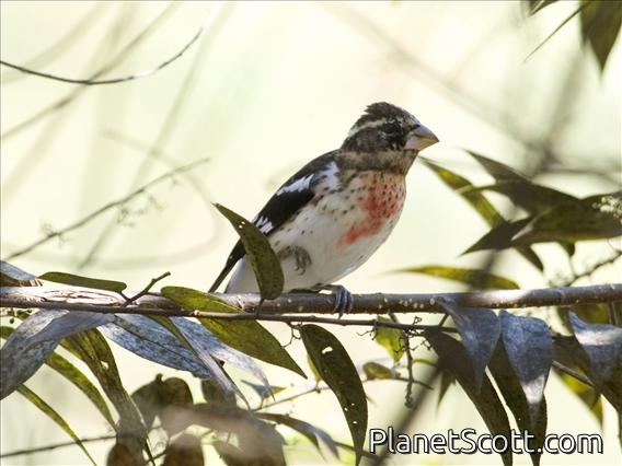 Rose-breasted Grosbeak (Pheucticus ludovicianus) - Male Nonbreeding