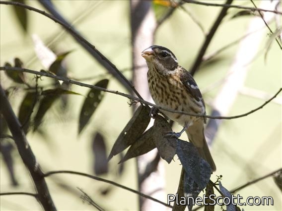 Rose-breasted Grosbeak (Pheucticus ludovicianus) - Female Nonbreeding