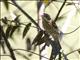 Rose-breasted Grosbeak (Pheucticus ludovicianus) - Female Nonbreeding