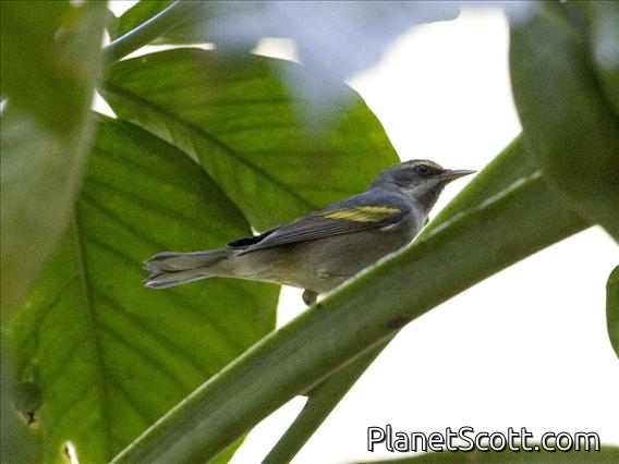 Golden-winged Warbler (Vermivora chrysoptera) - Female