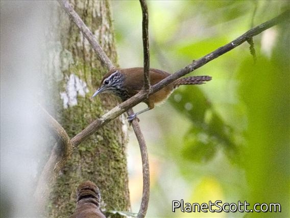 Spot-breasted Wren (Thryothorus maculipectus)