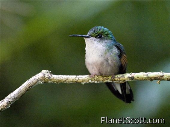 Stripe-tailed Hummingbird (Eupherusa eximia) - Female