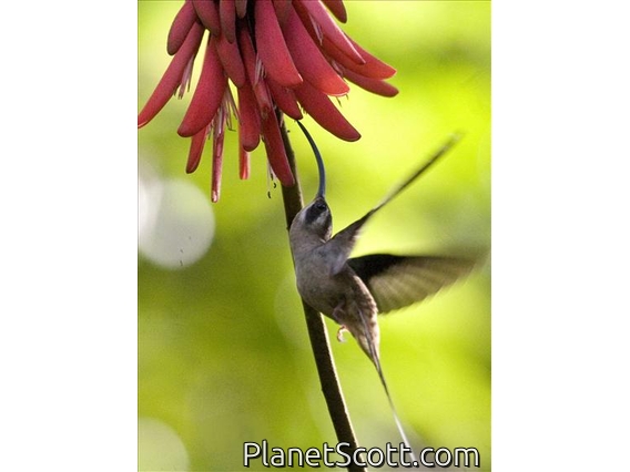 Long-billed Hermit (Phaethornis longirostris)
