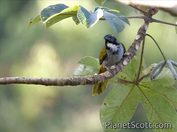 Black-headed Saltator (Saltator atriceps)