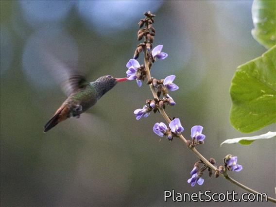 Rufous-tailed Hummingbird (Amazilia tzacatl)