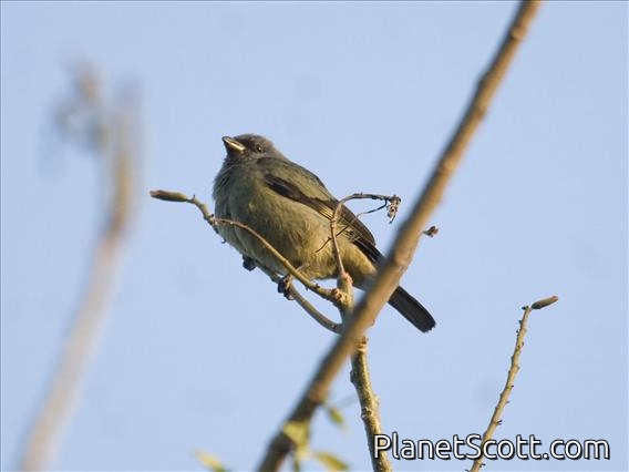 Yellow-winged Tanager (Thraupis abbas)