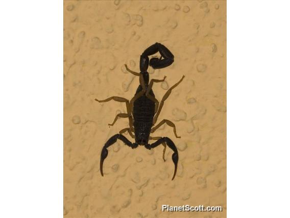 Scorpion Included in Room Price