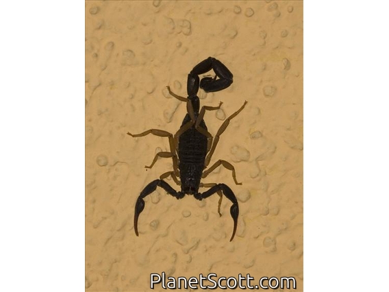 Scorpion Included in Room Price