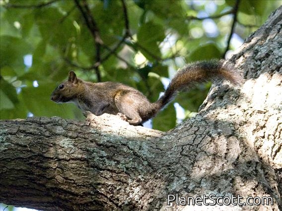 Red-bellied Squirrel (Sciurus aureogaster)