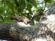 Red-bellied Squirrel (Sciurus aureogaster)