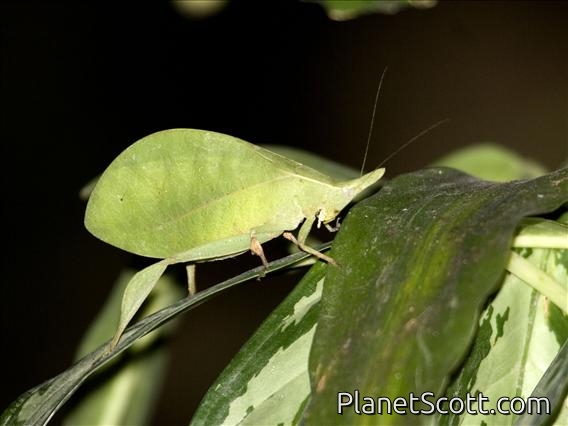 Leaf Katydid (Aegimia cultrifera)