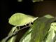 Leaf Katydid