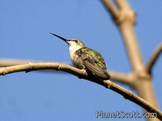Ruby-throated Hummingbird (Archilochus colubris)