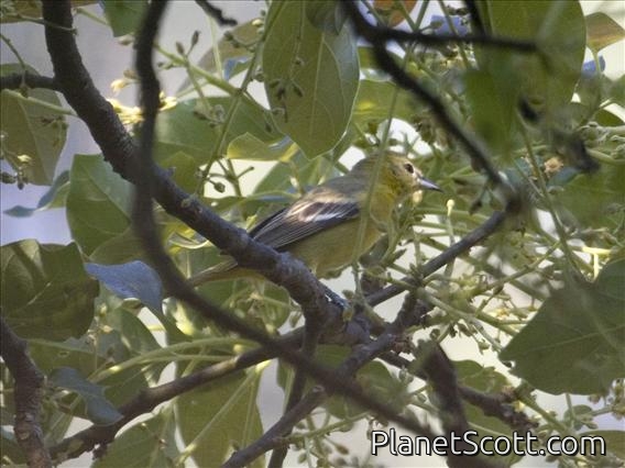 Northern Oriole (Icterus galbula)