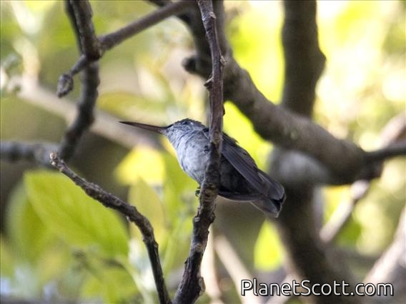 Azure-crowned Hummingbird (Amazilia cyanocephala)