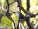 Azure-crowned Hummingbird (Amazilia cyanocephala)
